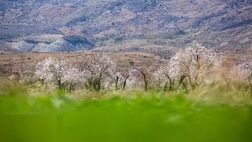 شکوفه‌های بهاری در زمستان + عکس
