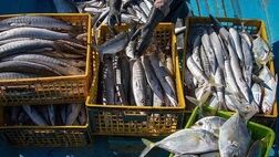قیمت هرکیلوگرم ماهی قزل‌آلا در بازار جهانی بین ۳ دلار تا ۳.۳ دلار است