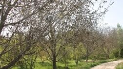 پوشش بیمه محصولات زراعی در کردستان 64 درصد کاهش یافت