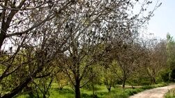 پوشش بیمه محصولات زراعی در کردستان 64 درصد کاهش یافت