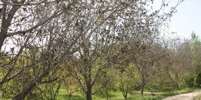پوشش بیمه محصولات زراعی در کردستان 64 درصد کاهش یافت