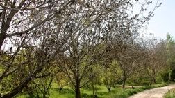 پوشش بیمه محصولات زراعی در کردستان 64 درصد کاهش یافت
