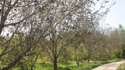 پوشش بیمه محصولات زراعی در کردستان 64 درصد کاهش یافت