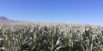 سرما ۱۰۰ میلیارد تومان به کشاورزی استان اصفهان خسارت زد