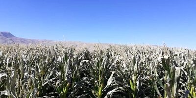 سرما ۱۰۰ میلیارد تومان به کشاورزی استان اصفهان خسارت زد