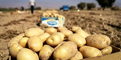 توزیع میوه شب عید در تهران آغاز شد