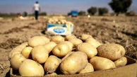 حداکثر قیمت هرکیلو سیب زمینی ۵۰ هزارتومان