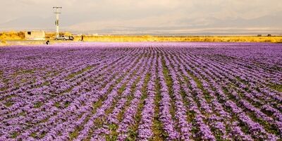 شرایط نگهداری زعفران در بورس کالا
