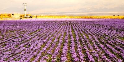 برداشت زعفران در خراسان شمالی 