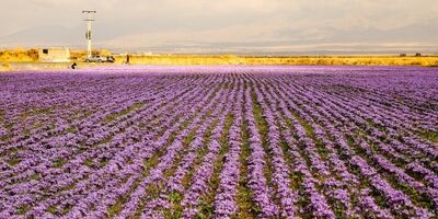 طرح شناسنامه دار شدن مزارع زعفران به کجا رسید؟
