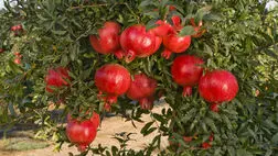 افزایش ۱۰۰ درصدی صادرات انار