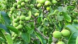 سود دهی میلیاردی در کشاورزی فقط با خرید نهال گردو پیوندی امکان پذیر است