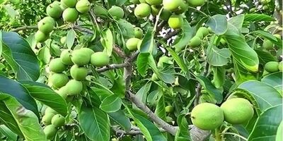 سود دهی میلیاردی در کشاورزی فقط با خرید نهال گردو پیوندی امکان پذیر است