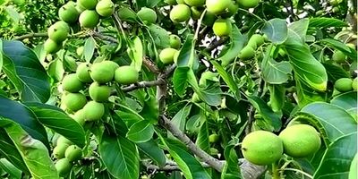 سود دهی میلیاردی در کشاورزی فقط با خرید نهال گردو پیوندی امکان پذیر است