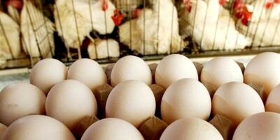  صادرات مرغ، تخم مرغ و جوجه به کویت آزاد است 
