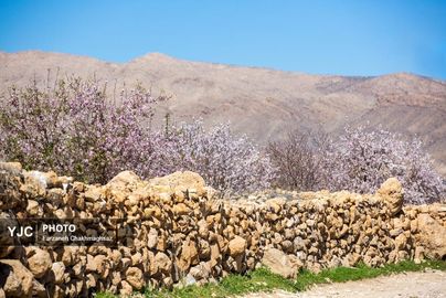 شکوفه‌های زیبای بهاری روستای مهارلو (26)
