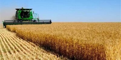 واریز 303 هزار میلیارد ریال از وجوه خرید تضمینی گندم توسط بانک کشاورزی
