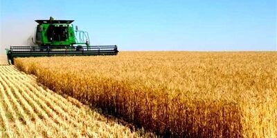 واریز 303 هزار میلیارد ریال از وجوه خرید تضمینی گندم توسط بانک کشاورزی
