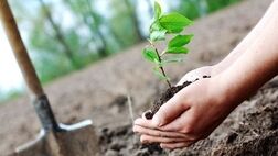 سالانه هزار متر مکعب آب با کاشت درخت ذخیره می شود
