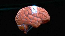 ذرات ریز پلاستیکی بلعیده شده به مغز نفوذ می کنند