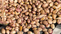 لوبیا چیتی ارزان شد