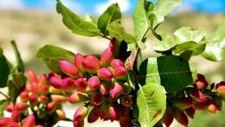 صادرات پسته با ارزش ۹۱۵ میلیون دلار در سال گذشته