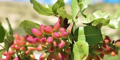 صادرات پسته با ارزش ۹۱۵ میلیون دلار در سال گذشته