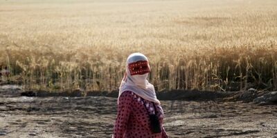 آغاز برآورد خسارت‌ سیل به گندم‌های استان خوزستان‌