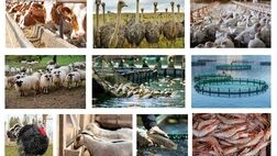 ۵۱ هزار میلیارد ریال تسهیلات برای تامین گوشت سبد غذایی خانوارها
