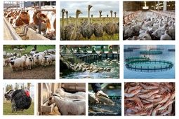 ۵۱ هزار میلیارد ریال تسهیلات برای تامین گوشت سبد غذایی خانوارها
