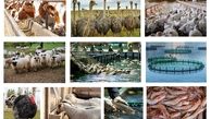 ۵۱ هزار میلیارد ریال تسهیلات برای تامین گوشت سبد غذایی خانوارها
