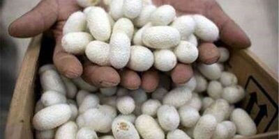 سهم کشاورز از بیمه اختیار هر جعبه تخم نوغان ۲۸ هزار تومان است