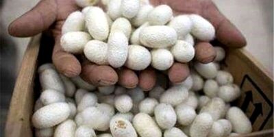 سهم کشاورز از بیمه اختیار هر جعبه تخم نوغان ۲۸ هزار تومان است