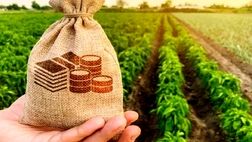 حمایت ۸۰ درصدی بانک برزیلی از کشت فراسرزمینی ایرانی‌ها
