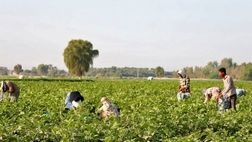 بیمه محصولات پائیزه در شهرستان مرودشت آغاز شد