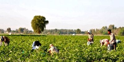 ضریب نفوذ بیمه کشاورزی در خوزستان به ۶۷ درصد رسید