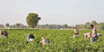 بیمه محصولات پائیزه در شهرستان مرودشت آغاز شد