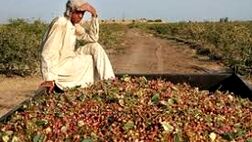 تازیانه طوفان بر محصولات باغی خراسان جنوبی