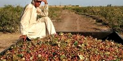 تازیانه طوفان بر محصولات باغی خراسان جنوبی