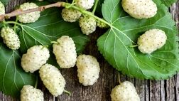 با خوردن این میوه افسرده نمی‌شوید