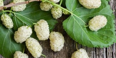 با خوردن این میوه افسرده نمی‌شوید