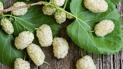 با خوردن این میوه افسرده نمی‌شوید
