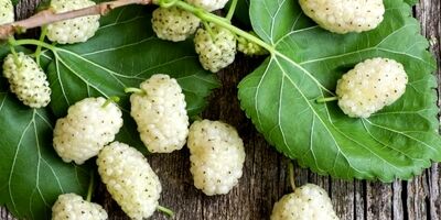 کاهش استرس و اضطراب با تغذیه مناسب؛ نقش امگا۳ و ویتامین‌ها
