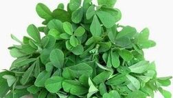 شنبلیله، درمانگری مهم برای دیابت نوع دو