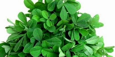 شنبلیله، درمانگری مهم برای دیابت نوع دو