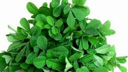 شنبلیله، درمانگری مهم برای دیابت نوع دو