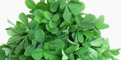 شنبلیله، درمانگری مهم برای دیابت نوع دو