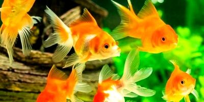 ۲۰۰ نژاد ماهی قرمز در کشور پرورش می‌شود 