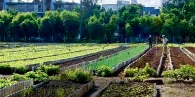 بیمه دام دارای اشکالات زیربنایی زیادی است