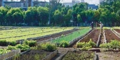 بیمه دام دارای اشکالات زیربنایی زیادی است